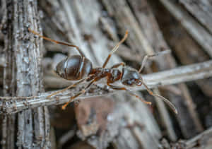 Pavement Ant Closeup.jpg Wallpaper