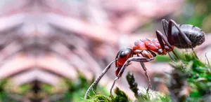 Pavement Ant Macro Photography Wallpaper
