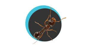 Pavement Ant Magnified View Wallpaper