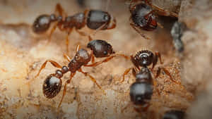 Pavement Ants Closeup Wallpaper