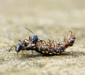 Pavement Ants Feastingon Insect Wallpaper