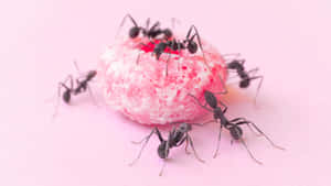 Pavement Ants Feastingon Sweet Treat Wallpaper