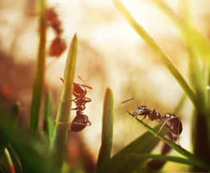 Pavement Ants Sunlit Grass Wallpaper