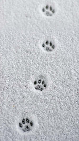 Paw Prints In Snow Iphone Wallpaper