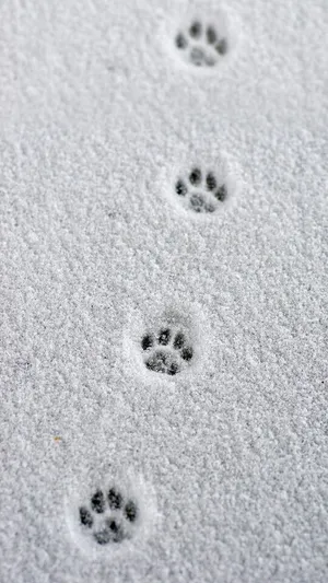 Paw Prints In Snow Iphone Wallpaper