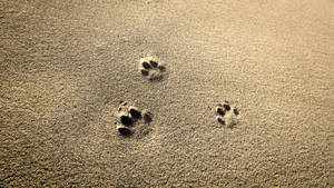 Paw Prints Marking Path On A Sandy Shore Wallpaper