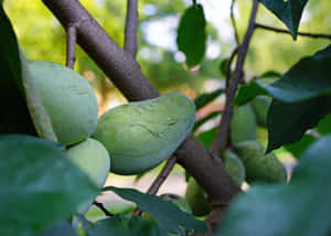 Pawpaw Fruit On Tree Wallpaper