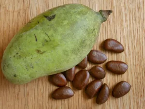 Pawpaw Fruit With Its Dry Seeds Wallpaper