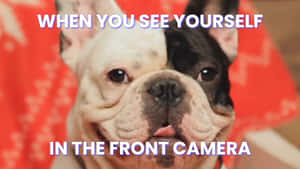 Pawsitively Adorable!