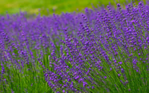 Peace And Tranquility Amidst Lavender Fields Wallpaper