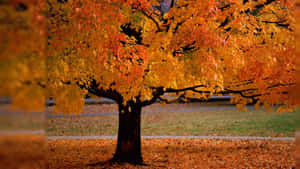 Peaceful Autumn Evening By The Lake Wallpaper