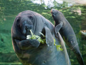 Peaceful Manatee In Natural Habitat Wallpaper