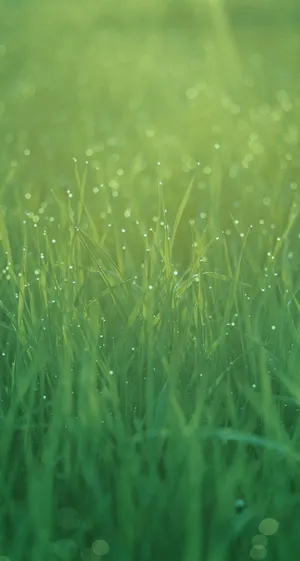 Peaceful Morning Grass Original Iphone 7 Wallpaper