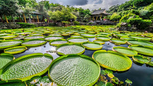 Peaceful Pond In Shuangxi Park, Taipei Wallpaper