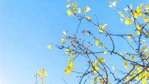 Peaceful Relaxing Azure Sky Wallpaper