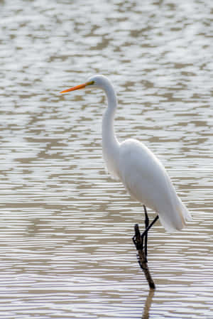 Peaceful Relaxing Great Egret Wallpaper