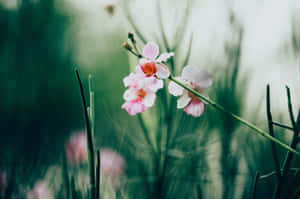 Peaceful Relaxing Tiny Flowers Wallpaper