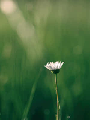 Peaceful Relaxing White Flower Wallpaper