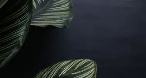 Peaceful Sunrise On The Coast Wallpaper