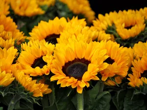 Peaceful Sunset Over The City Wallpaper