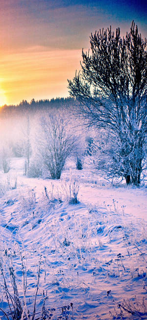 Peaceful Sunset Winter Iphone Wallpaper