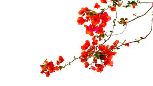 Peach Bougainvillea Flowers Wallpaper