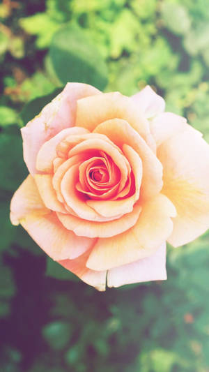 Peach-colored Rose Iphone Wallpaper