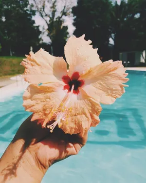 Peach Hibiscus Poolside Summer.jpg Wallpaper