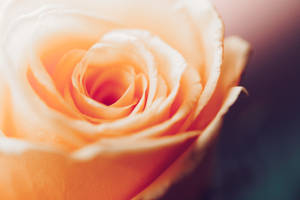 Peach Rose 1080p Hd Desktop Wallpaper