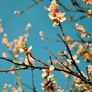 Peach Spring Aesthetic Wallpaper