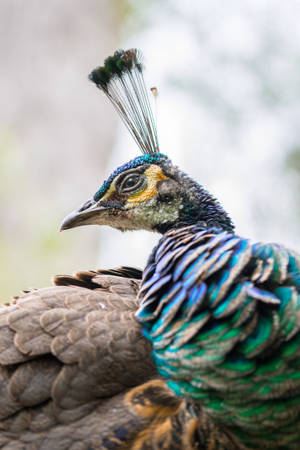 Peacock Close-up Awesome Animal Wallpaper