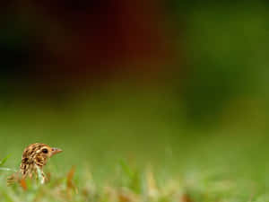 Peeking Larkin Grass Wallpaper