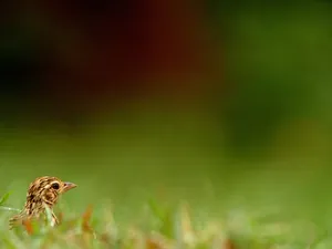 Peeking Larkin Grass Wallpaper