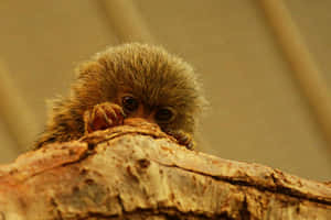 Peeking Marmoset Behind Tree Bark Wallpaper