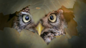 Peeping Out From Behind A Curtain Of Leaves Wallpaper