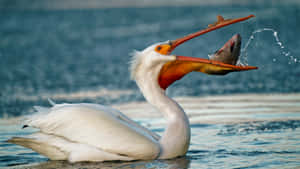 Pelican Catching Fish Moment Wallpaper