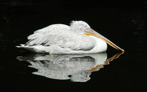 Pelican On A Black Tablet Wallpaper