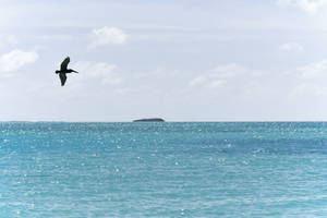 Pelican On Venezuela's Ocean Wallpaper