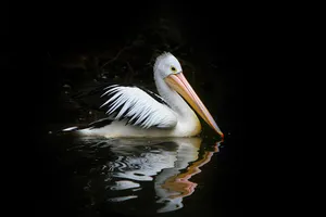 Pelican Swimmingin Dark Waters Wallpaper