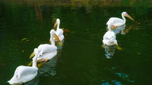 Pelicans Pond Singapore Zoo Wallpaper