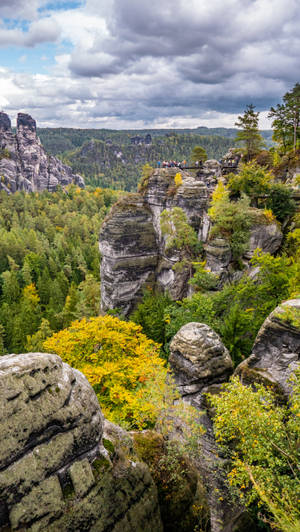 Pemandangan Mountain Forest Portrait Wallpaper