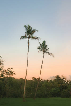 Pemandangan Palm Tree Wallpaper