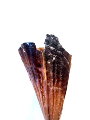 Pen Shell Fan Texture Wallpaper