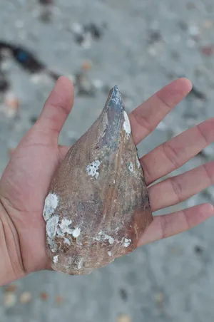 Pen Shellin Hand Wallpaper