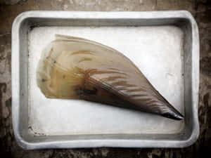 Pen Shellin Tray Wallpaper