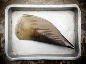 Pen Shellin Tray Wallpaper