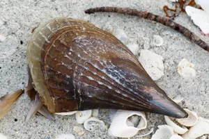 Pen Shellon Beach Sand Wallpaper