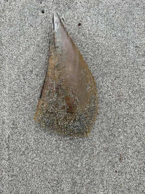 Pen Shellon Sand Wallpaper