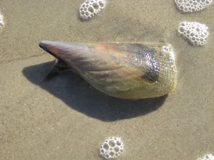 Pen Shellon Sandy Beach Wallpaper