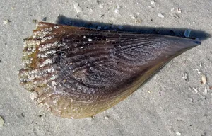 Pen Shellon Sandy Beach Wallpaper